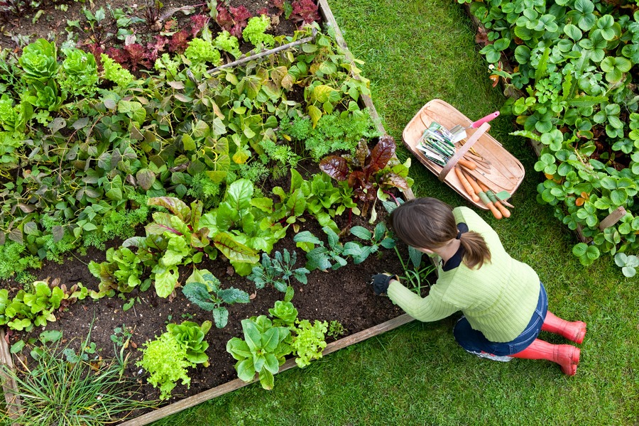 «Розумний» город, або Як садівнику-городнику полегшити своє життя
