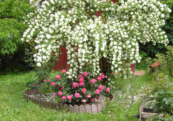 Декоративний кущ чубушник (садовий жасмин), фото