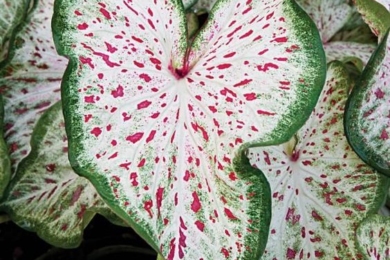 Біле з червоними плямами листя декоративної рослини