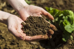 Визначаємо кислотність ґрунту в домашніх умовах