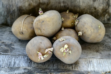 Як швидко розмножити насіннєву картоплю