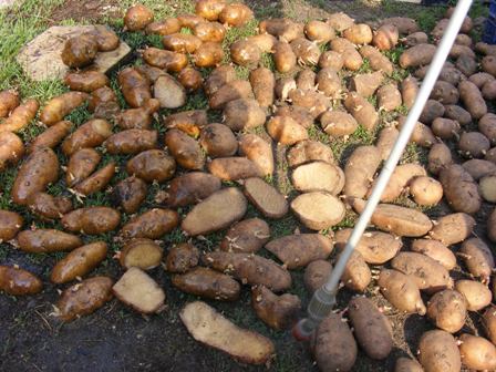 Підготовка картоплі для посадки зображення