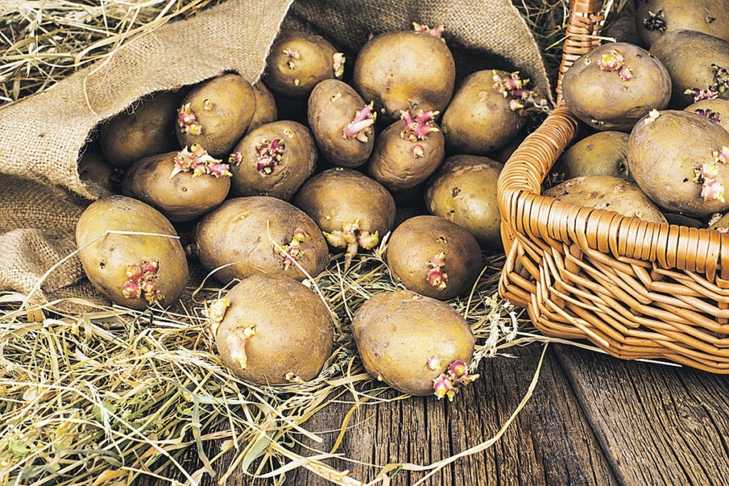 Посадкова картопля, фото
