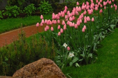 тюльпани в саду зображення