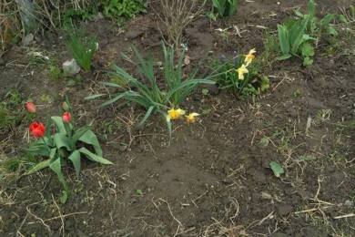 Коли вже виділила місце під квітник (це було ранньою весною), пересадила туди весняні цибулинні, які на ту пору вже повилазили по всьому садку (тюльпани, нарциси, крокуси)