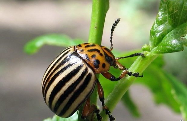 колорадський жук зображення