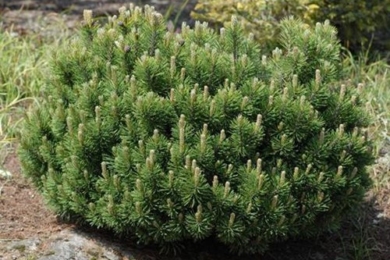 сосна гірська Pinus mugo зображення