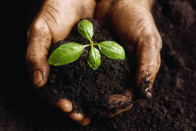 Як покращити якість ґрунту – 5 екологічних методів