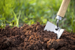 Як розкислити ґрунт? 4 простих способи