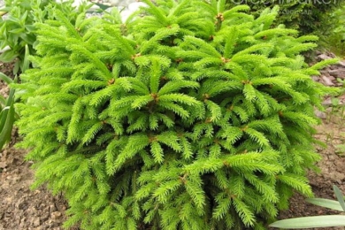 Ялина звичайна (Picea abies) Nidiformis, фото