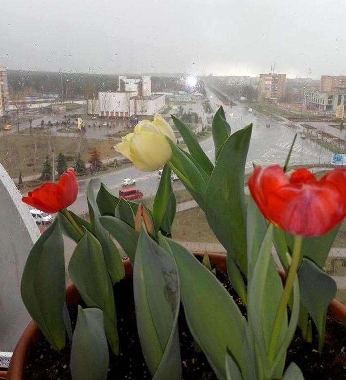 вирощування тюльпанів на балконі