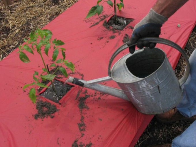 Регулярний полив для томатів - запорука врожаю