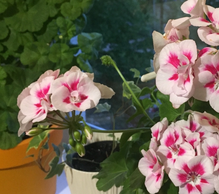 Пеларгонія на підвіконні – секрети тривалого цвітіння