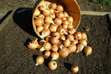 Як і коли садити цибулю на зиму?