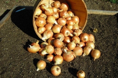 Сайт про дім, сад, город без турбот