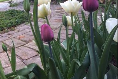 тюльпани в саду