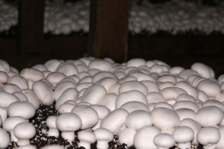 Вирощування грибів шампіньйонів вдома – досвід