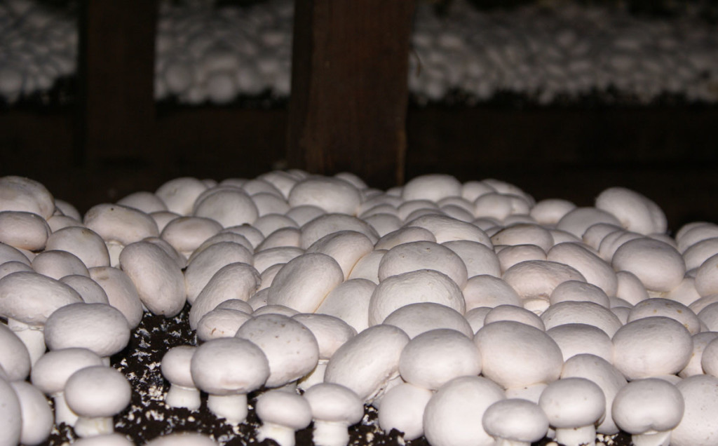 Вирощування грибів шампіньйонів вдома – досвід