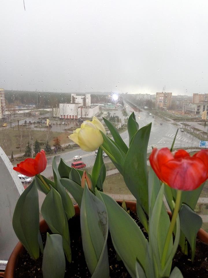 Тюльпани на балконі, 16 березня 2017 рік