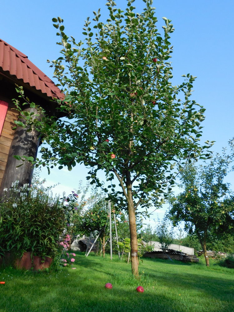 Дерева, що плодоносять, або вже закінчили плодоносити, в серпні варто підживити для забезпечення їх гарної зимівлі
