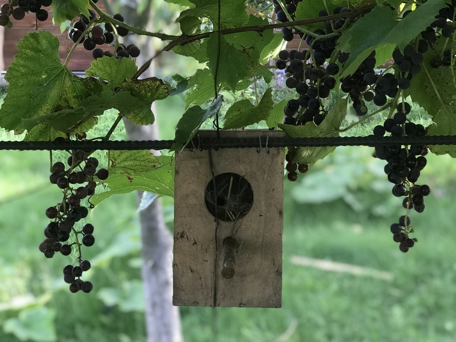 Стиглий синій виноград у вересні