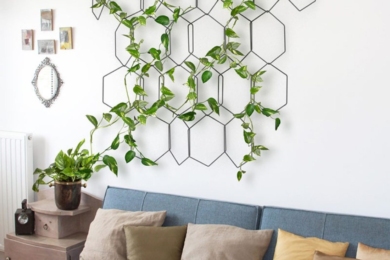 Майже всю стіну можна прикрасити однією рослиною