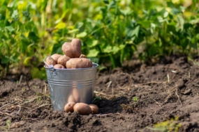 5 причин, чому я більше не садитиму картоплю