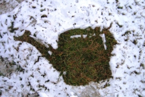 Вологозарядний полив — як і навіщо поливати дерева і кущі на зиму?
