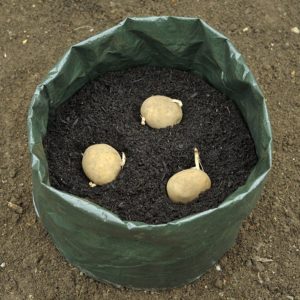 Картоплю можна вирощувати навіть в поліетиленових мішках
