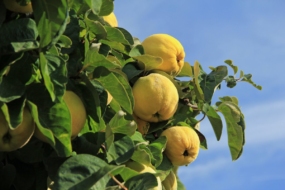 Айва — гарне дерево, смачні і корисні плоди