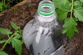 Крапельний полив з пластикової пляшки — просто та ефективно