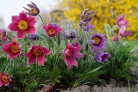 9 найяскравіших першоцвітів в саду