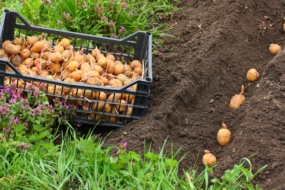 Вчимося користуватися місячним календарем і визначаємо найкращі дні для посадки картоплі в 2019 році