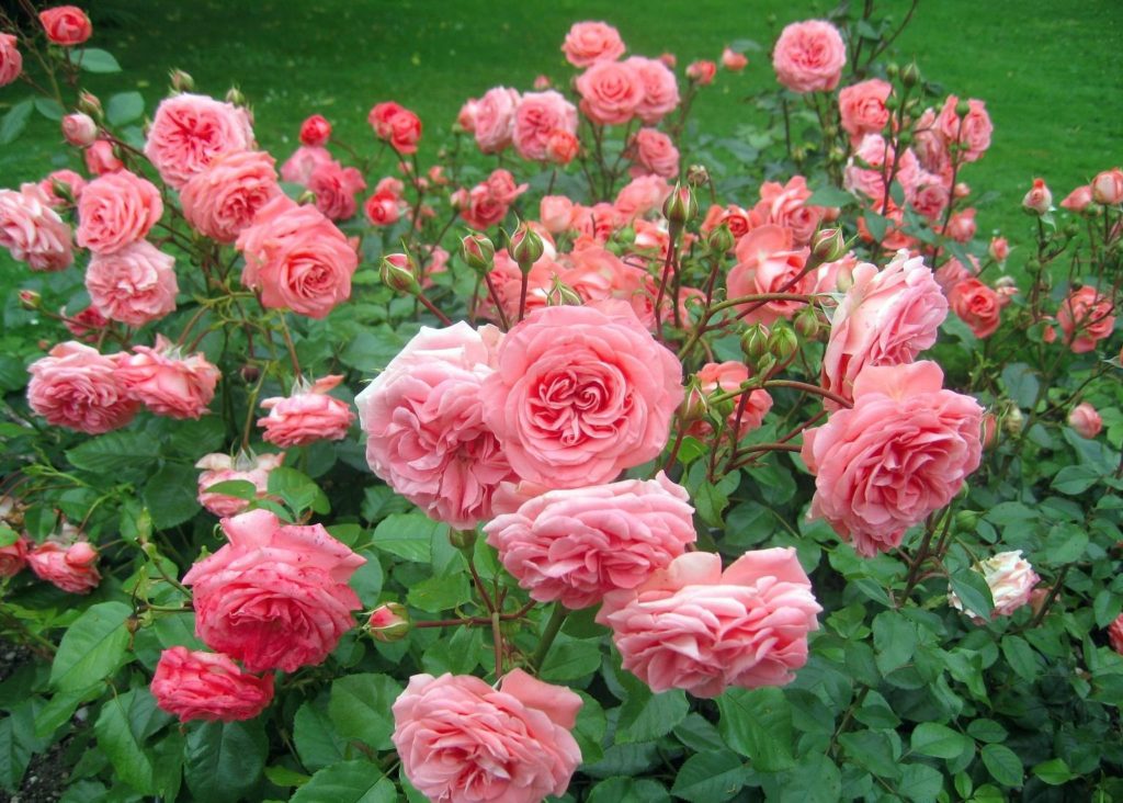7 секретів вирощування троянд без «хімії»