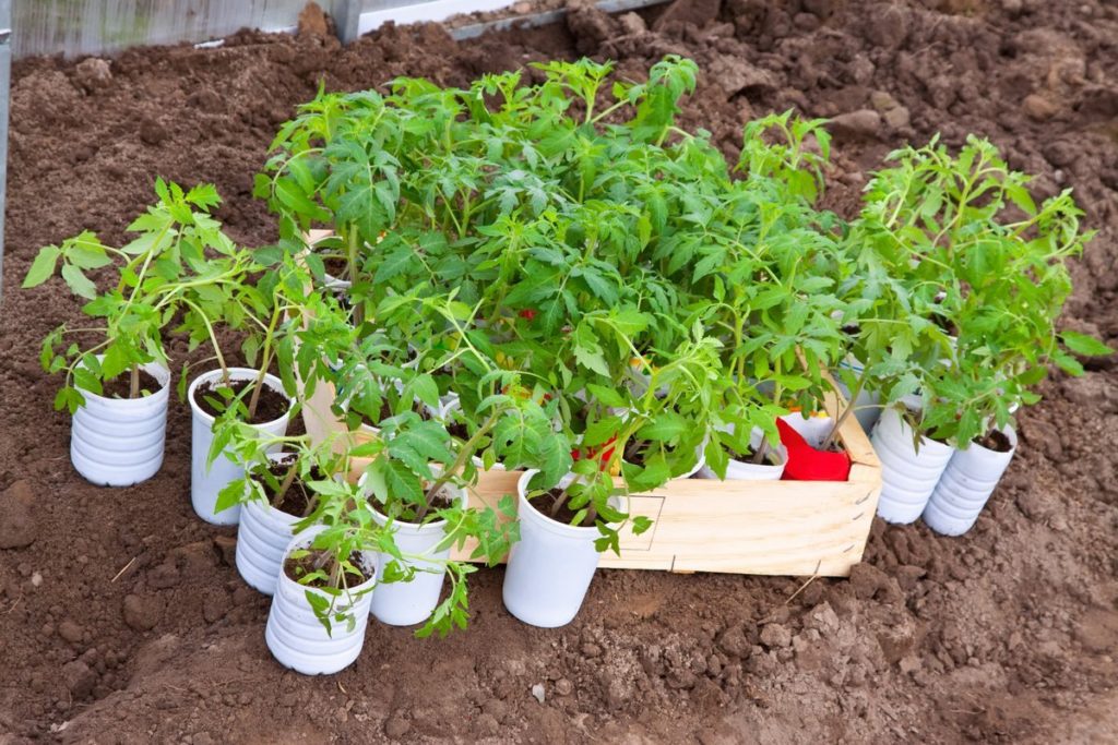 Про готовність томатів до висадки на грядки можна судити по наявності 8-9 листочків