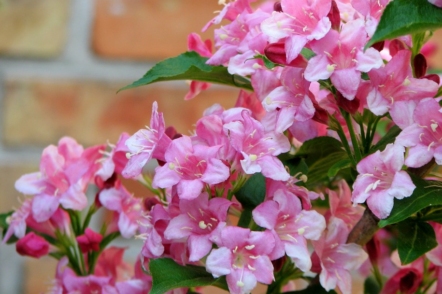 Вейгела — один з найкращих квітучих кущів весни