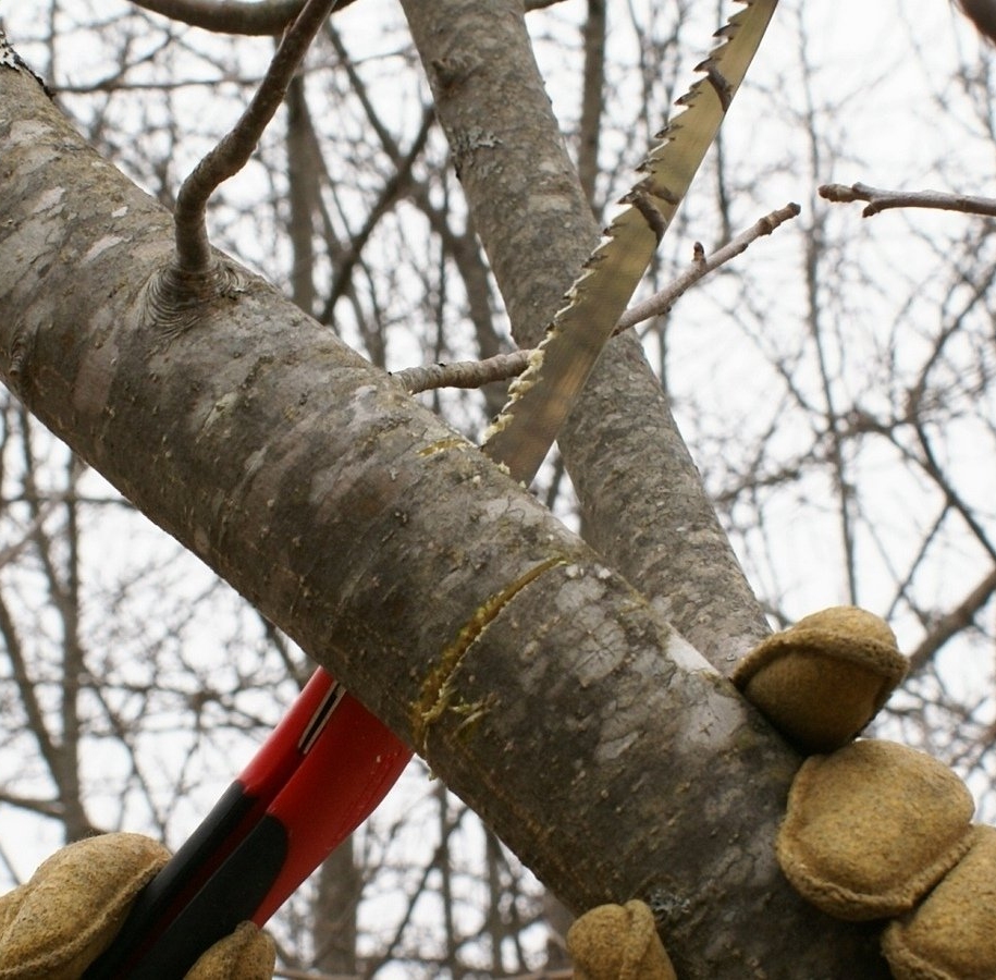 Омолоджуюча обрізка — звільнення дерева або чагарника від старих гілок, щоб звільнити місце для росту нових