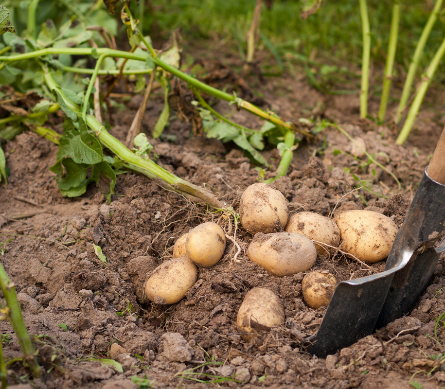 Як доглядати за ґрунтом після картоплі