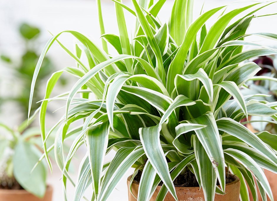10 кімнатних рослин, які ефективно очищують повітря в приміщенні