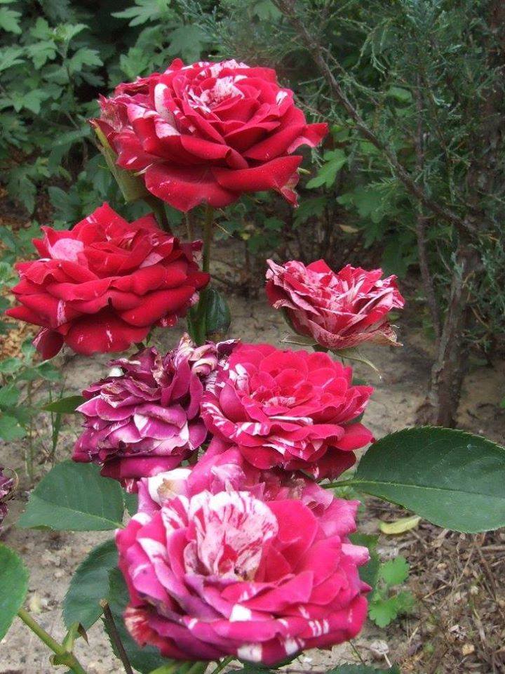 Троянда Arrow Folies, Keith W. США, 2002