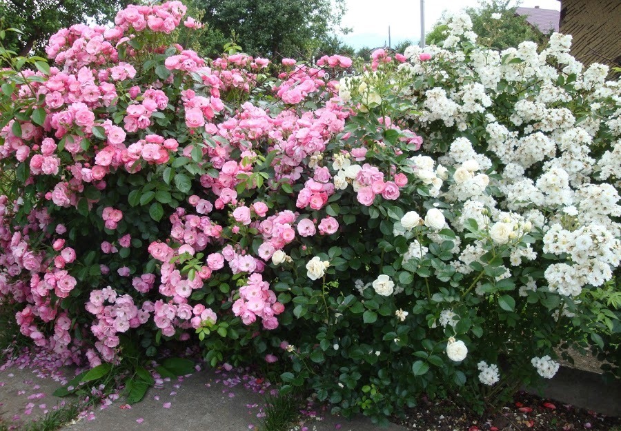 Мускусна троянда Guirlande d'Amour (біла зправа), а також Angela (рожева зліва) та Artemis (біла внизу)
