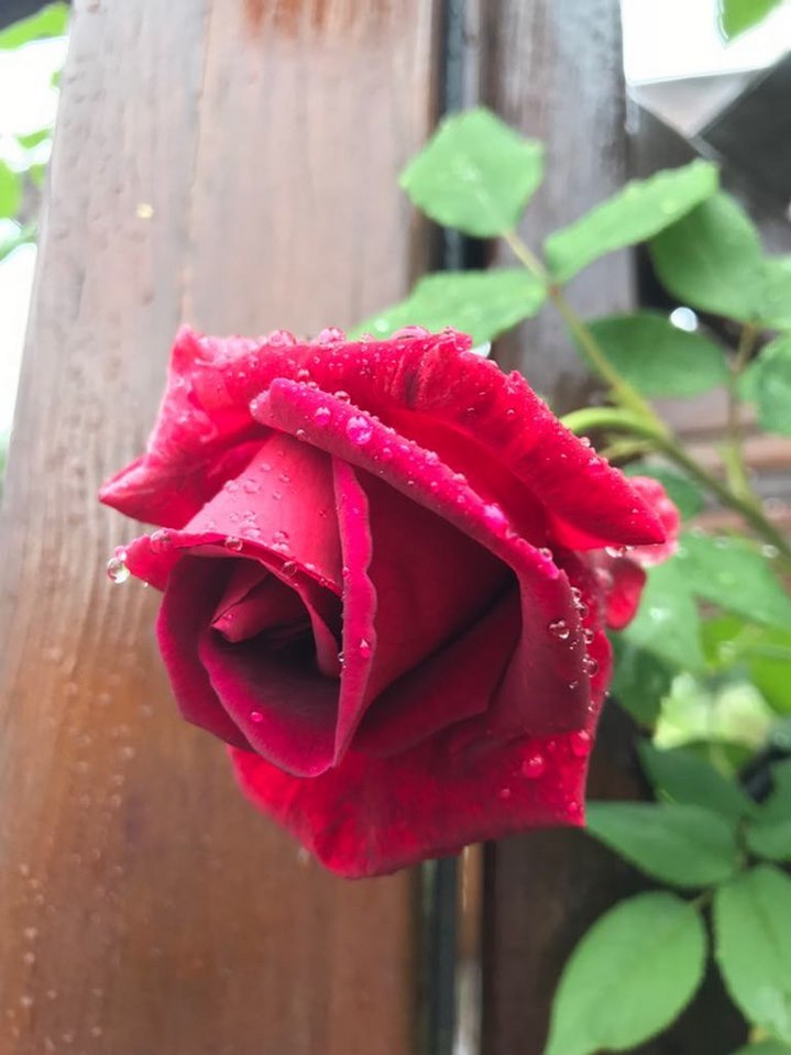 Троянда Red Parfume