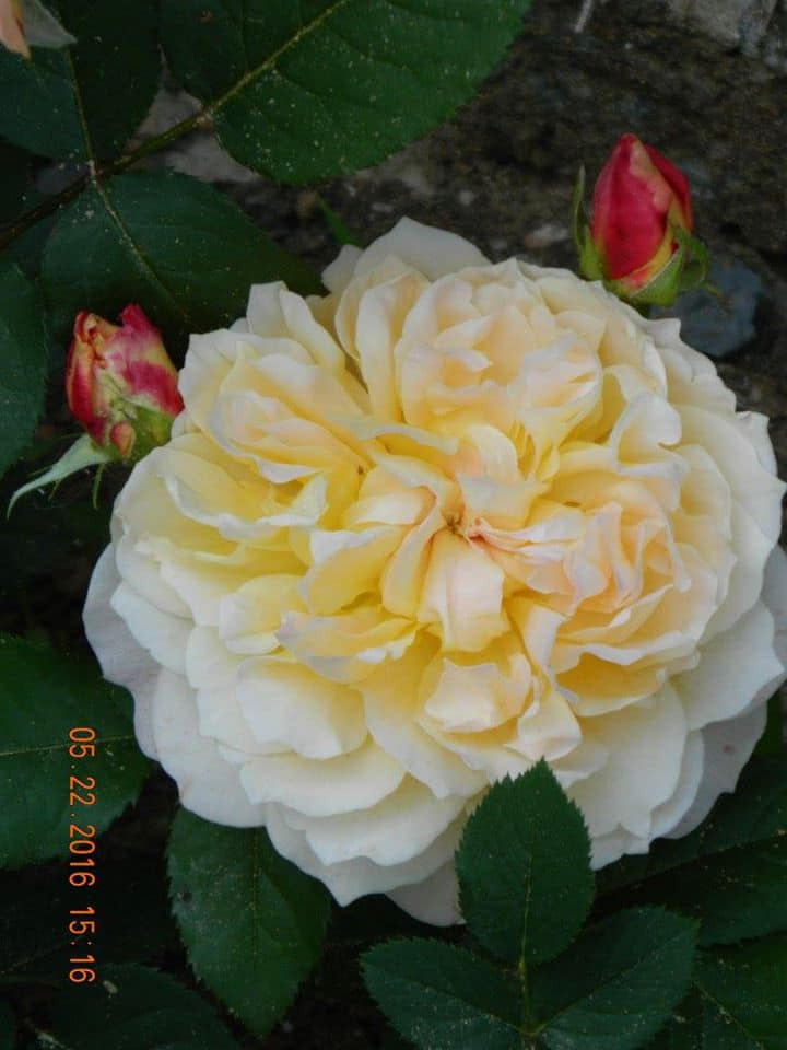 Троянда The Impressionist, John Clements США, 2000