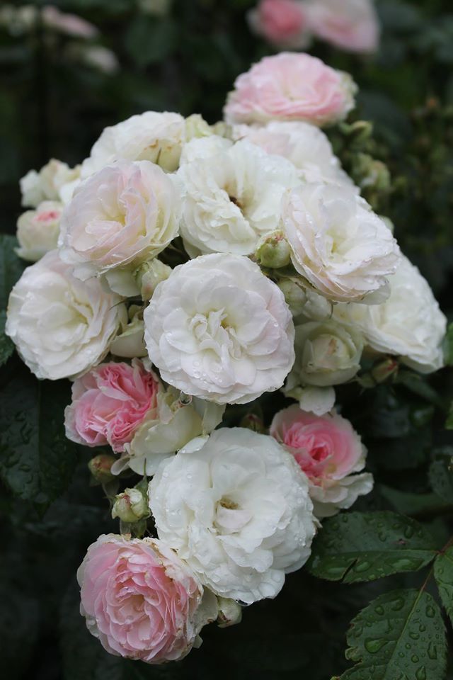 Троянда Bouquet Parfait
