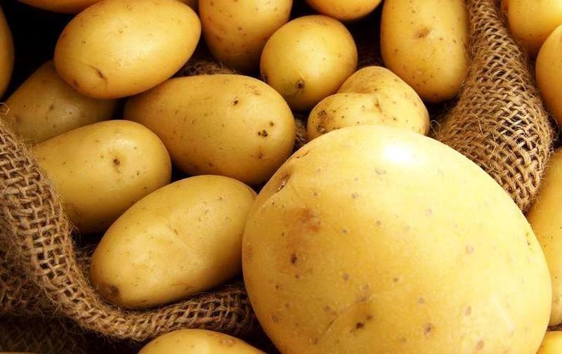 Сорт картоплі «Рів’єра», фото