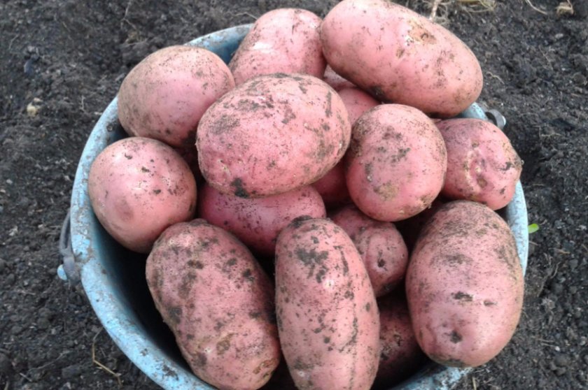 Сорт картоплі «Слов’янка», фото