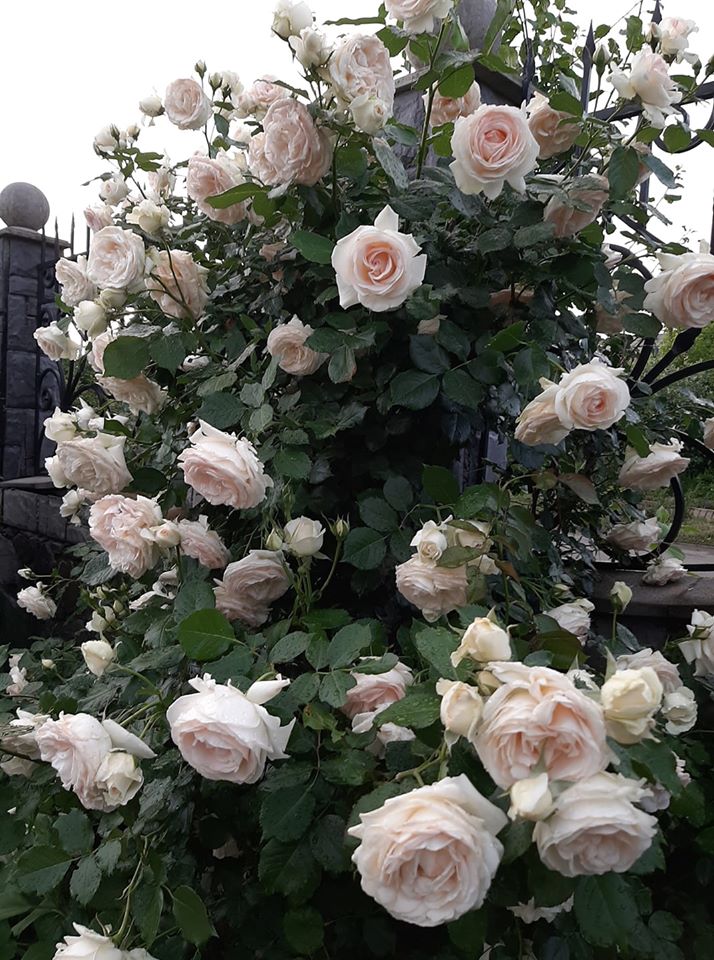 Троянда Palais Royal
