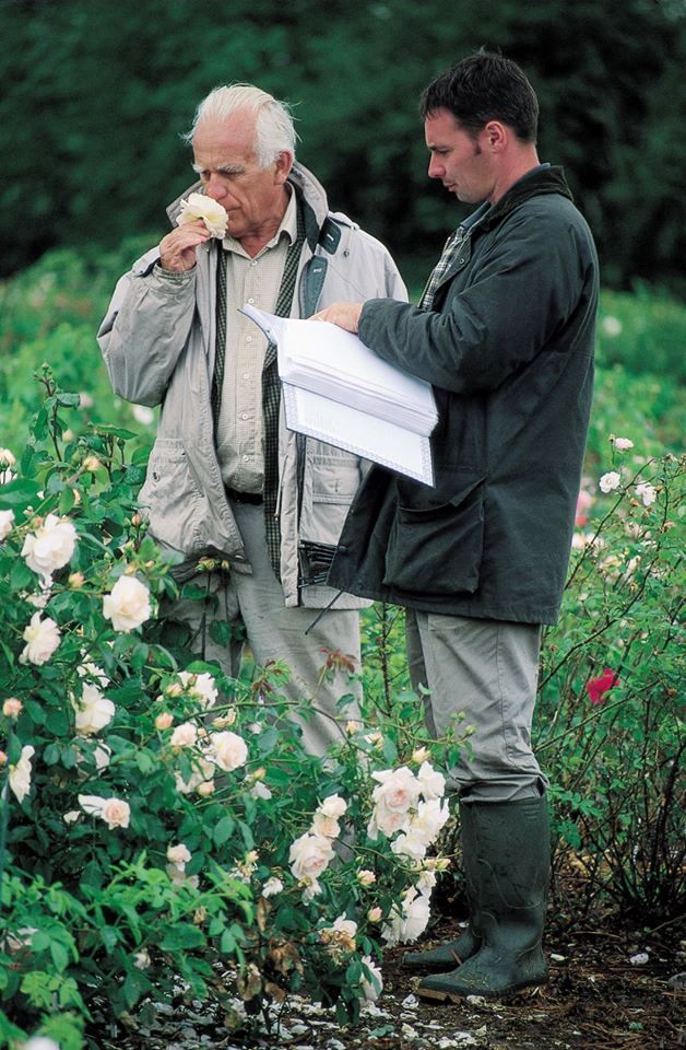 Всі нові сорти англійських троянд відповідають задуму їх творця – Девіда Остіна