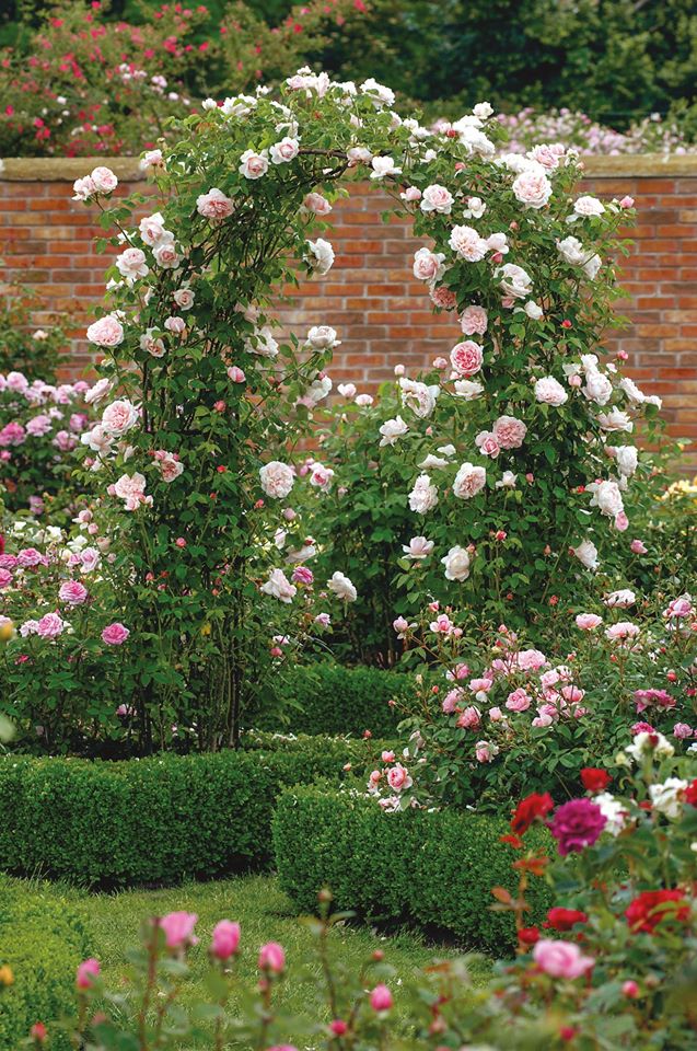 Троянда St. Swithun — трояндова арка в саду не тільки додасть висоти і формальності, це також дозволить вам по-справжньому насолодитися красою і ароматом вашої троянди кожного разу, коли ви будете проходити повз. Для великих арок ДОР радять садити по дві троянди з кожної її сторони
