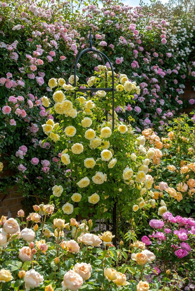 Троянда The Pilgrim — м' якого вершкового-жовтого кольору квіти можуть вбрати обеліск, створюючи яскраву особливість саду